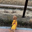 즐거운애견미용실 | 댕댕이 맡길 곳 찾다가 시흥애견미용실까지 섭렵한 썰 푼다