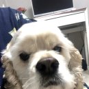 러블리하개 이미지