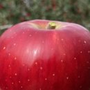 산지농장 이미지