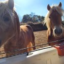 황운목장 이미지