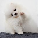 빵실빵실 이미지