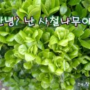 사철나무집 이미지