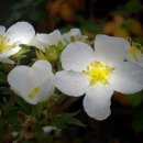 노동하리 이미지