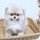 예쁜강아지 - 부산진구 당감로 26-1 | 예쁜강아지