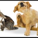 죽전예담동물병원 이미지