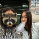 참약사드림약국 | 나츄💋야스미에 봉사는 무리무리!(※무리가 아니었다?!)