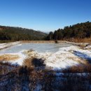 잣나무숲 이미지