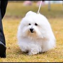 유어펫 라운지 강아지분양 네이버블로그