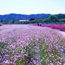 가우라 (gaura) 이미지