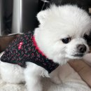 BYC앞 | 🐶코엑스10월 팝업) BYC 강아지 개리야스팝업_김장조끼 구매/혜택🐶