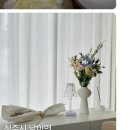 선베리 이미지
