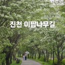 GS25진천화랑점 | 충북 진천 이팝나무길 실시간 개화 및 주차정보