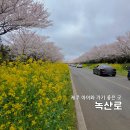 유채꽃프라자 | 드라이브하다 차 세울 수밖에 없었던 녹산로 풍경, 이번 주말 방문 전 꼭 확인하세요!