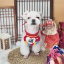 다듬, 강아지미용실 이미지