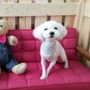 소망애견미용실 이미지