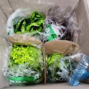 (주)바이오헬릭스 | 아쿠아포닉스 무농약 유러피안 봉채소 쌈채소 세트