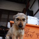 아롱이네 이미지