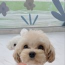 놀러오개(도화점) 이미지