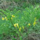 양구개느삼자생지 이미지