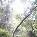 우프동물농장 이미지