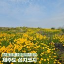 6월 제주도 여행 동쪽 코스 추천, 섭지코지 입장료와 주차장 요금 그리고 금계국 꽃밭 개화 상황 후기