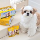 마스코타 펫 이미지