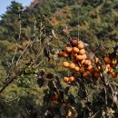 여주-1139 이미지