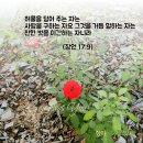 잠언17장말씀 성구이미지 생명의말씀 꽃사진에 성구 한 절 이미지