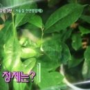 그라비올라 이미지