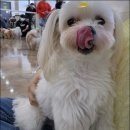 돌봄 애견 이미지