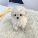 개냥이네 노원본점 이미지