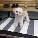 호텔스컴도그 화명점 이미지