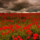 더 필드 이미지