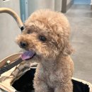 예은동물의료센터 이미지