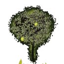 레몬트리 이미지