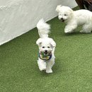 멍 앤 빌리지 네이버블로그