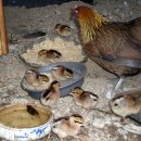 병아리약국 이미지