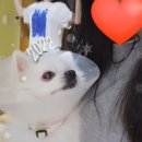 품 동물병원 이미지