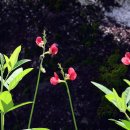페이시 빈(Phasey Bean) 이미지