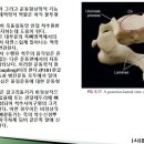 [12강-몸통뼈대6-](117,118,119강-2) 전형적인 목뼈(c3~c6), 비전형적인목뼈(c1,c2,c7) 이미지