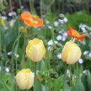 Sherman Library &amp; Gardens의 봄봄봄 [March 12 &amp; 14, 2018] _ Evergreen/ Susan Jacks [캐나다 출신, 1948~ ) 이미지