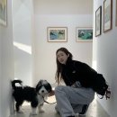 도그마미 이미지