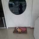 봉곡동물병원 이미지