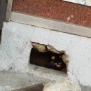 개구멍 이미지