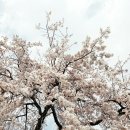 옥룡면사무소 이미지