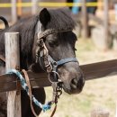 가라월라 이미지