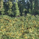 강정동-15 이미지