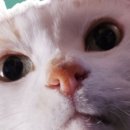 스마트덴탈 이미지