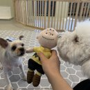 도그노크 이미지