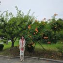 GM대우울산중구바로정비 | [울산/능소화명소] 울산 살면서 처음 가봤는데 감탄한 울산동헌 &amp; 울산시립미술관 관람기